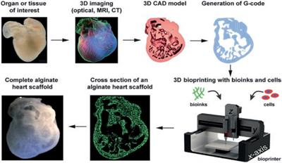 Hydrogel-Based Bioinks for 3D Bioprinting in Tissue Regeneration